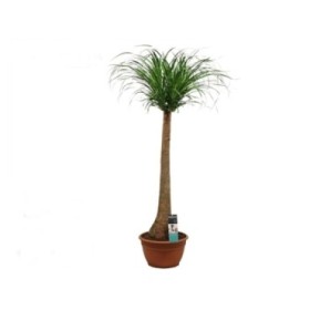 BEAUCARNEA 1tronco 130cm. M35