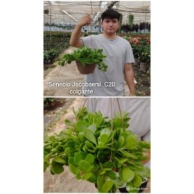 SENECIO  PENJAR  M20  Jacobsenii