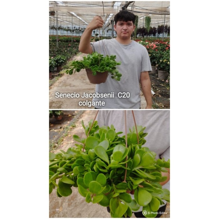 SENECIO  PENJAR  M20  Jacobsenii