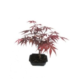 BONSÁI  7 ANYS ACER PALMATUM DESHOJO