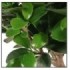 FICUS GINGEIN Ramificat M17