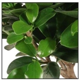 FICUS GINGEIN Ramificat M17