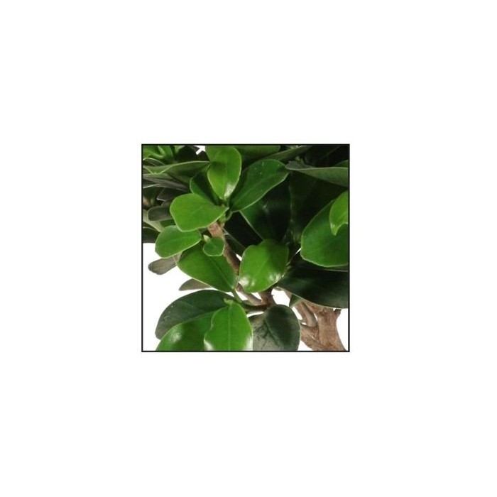 FICUS GINGEIN Ramificat M17
