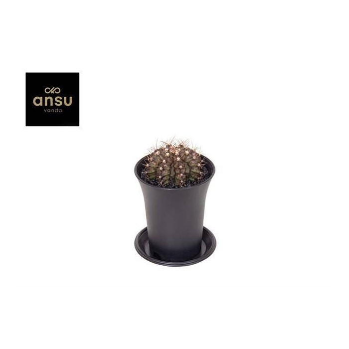 GYMNOCALICIUM T REX M 7 H13  unitat