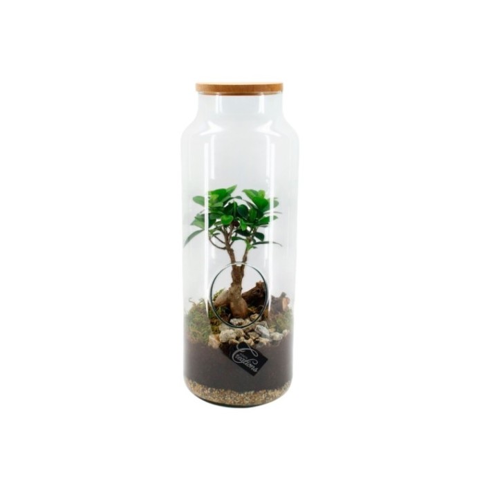 TERRARI FICUS GINSENG D19 H50
