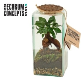 TERRARIO FICUS GINSENG D11 H25 Eris