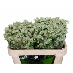 FLOR, ASTRANTIA MILLION STARS 60cm. x10