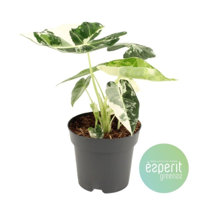 ALOCASIA  M14 Micholitziana Frydek variegada