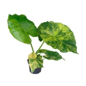 ALOCASIA  M12  Macrorrhiza Aurea Variega