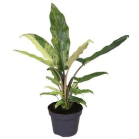 ALOCASIA  M12  LAUTERBACHIANA Variegata