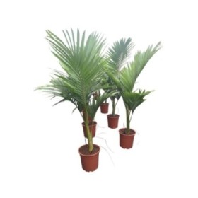 ARCHONTHOPHOENIX ALEXANDRAE C24