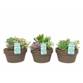 CRASAS COMPO M17 Tarrina terracota Lava