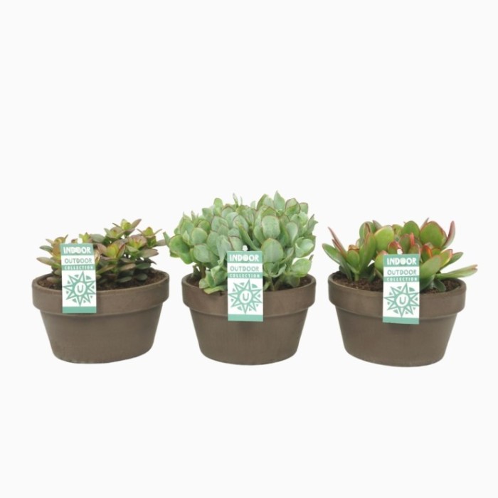 CRASAS  MIX  M17 Lava