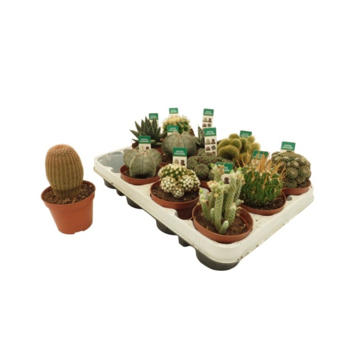 CACTUS   M 8.5 COLECCION (safata x12)