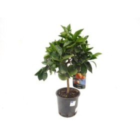 CITRUS SINENSIS M20 - NARANJO