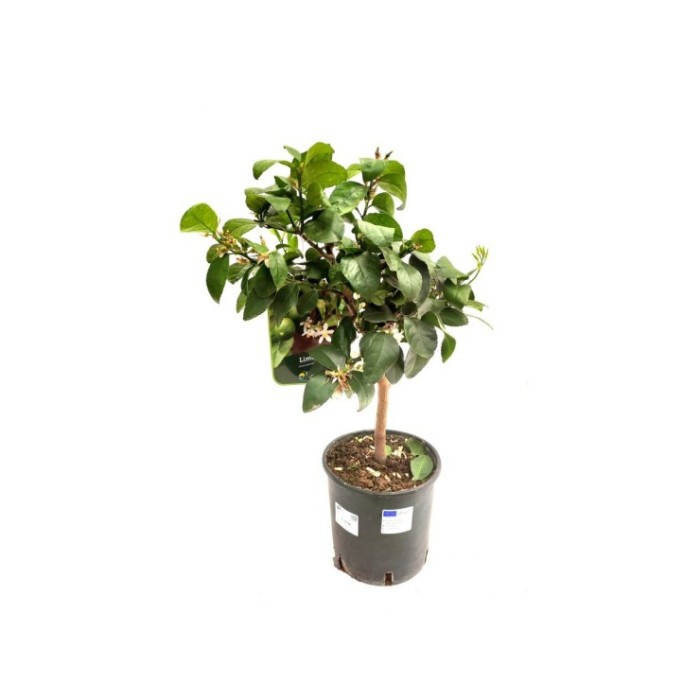 CITRUS LATIFOLIA M20 - LIMA VERDE