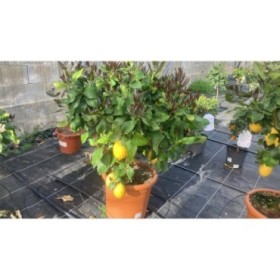 CITRUS LIMON 35 - LLIMONER BONSAI