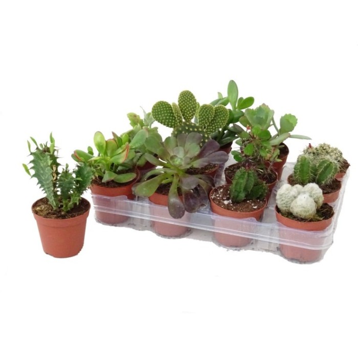 CACTUS   M 8.5 (precio por bandeja x12)