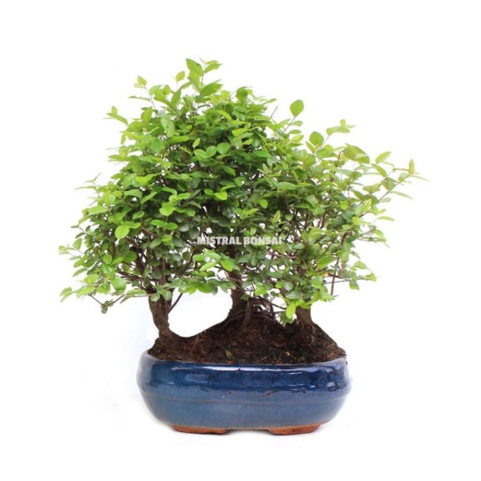 BONSÁI  9 ANYS SAGERETIA THEEZANS (bosc)