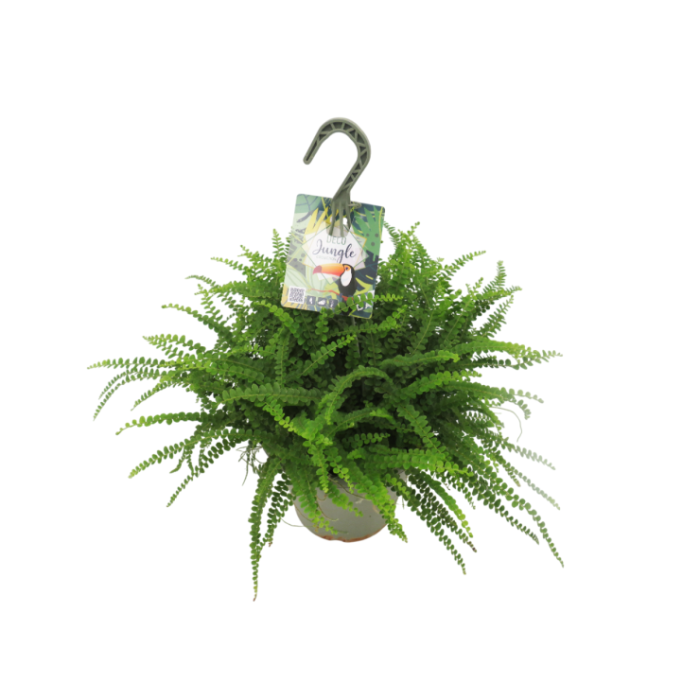 NEPHROLEPIS DUFFI T23