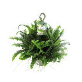 NEPHROLEPIS JESTER T23