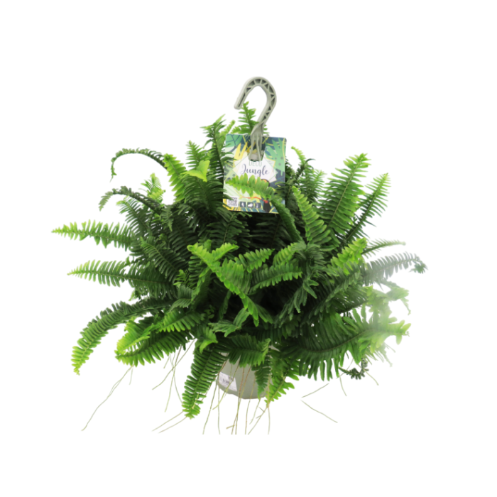 NEPHROLEPIS JESTER T23