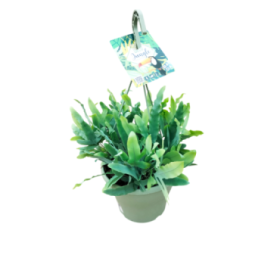 PHLEBODIUM BLUE STAR T23