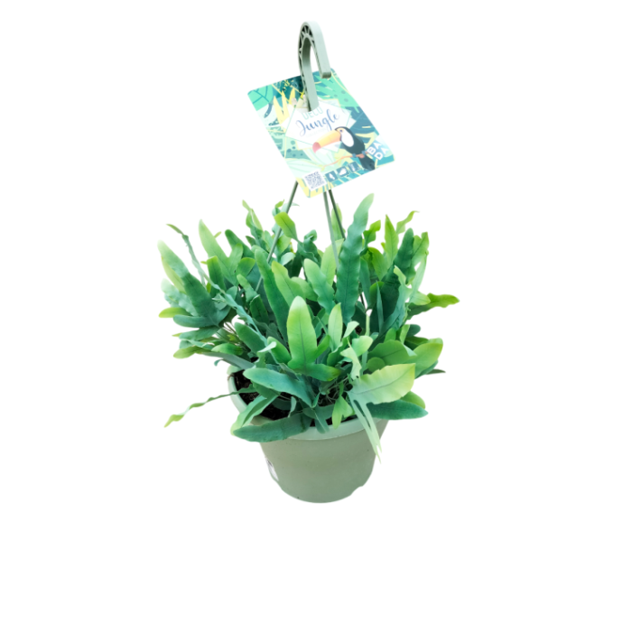 PHLEBODIUM BLUE STAR T23