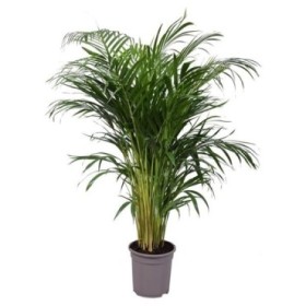 ARECA  M21-120cm.