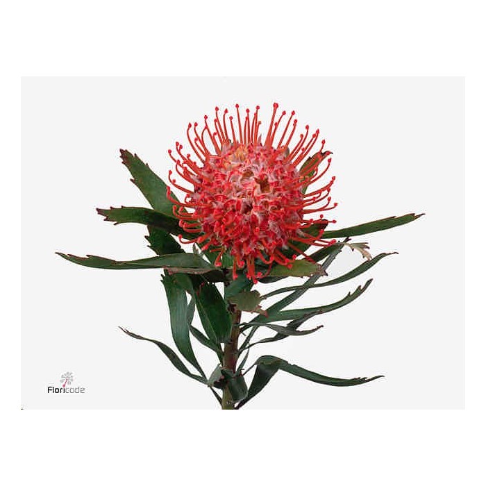 FLOR, NUTAN TANGO 70cm, paquet x 5 tiges