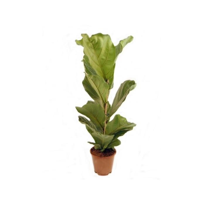 FICUS LYRATA  M17- 90cm.