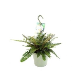 POLYSTICHUM TSUS-SIMENSE T23