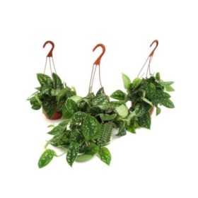 POTHOS  M15 PENJAR PICTUS