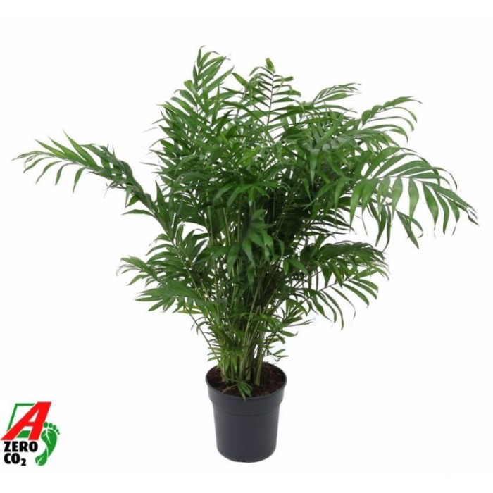 CHAMAEDOREA  M21-100cm. Ho.