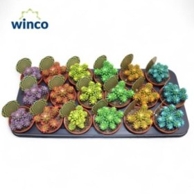 CACTUS  M 8.5 CARNAVAL