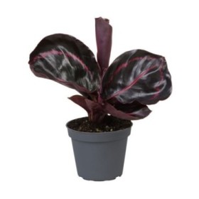 CALATHEA M 6 MIX