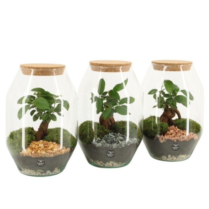TERRARI PLANTA MINI D17 H25 Ficus ginseng