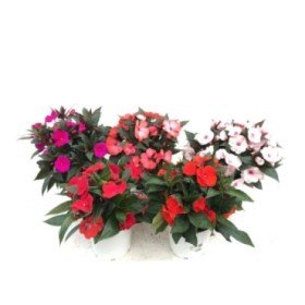 IMPATIENS GUINEANA MAGNUM M19