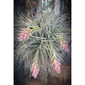 TILLANDSIA SUELTA DESIGN mix small