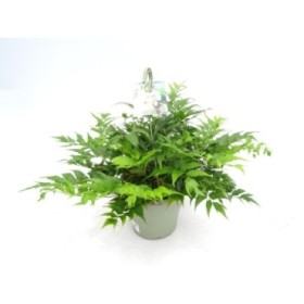 CYRTONIUM FALCATUM T23