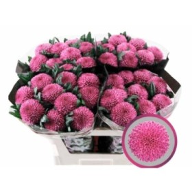 FLOR, CHRISANTHEM, LAMIRA x10 tiges