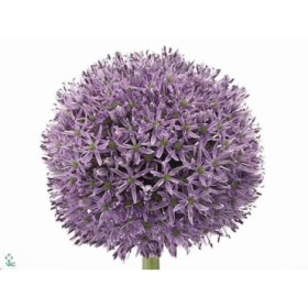 FLOR, ALLIUM AMBASSADOR 90cm. x5 tiges lila