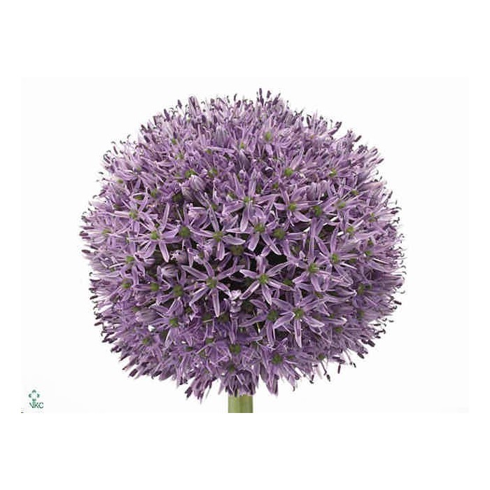 FLOR, ALLIUM AMBASSADOR 90cm. x5 tiges lila