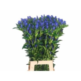 FLOR, GENTIANA 70cm x10 blava.