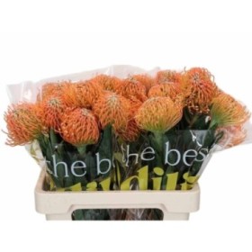 FLOR, NUTAN AYOBA PEACH 60cm, paquet x 5 tiges