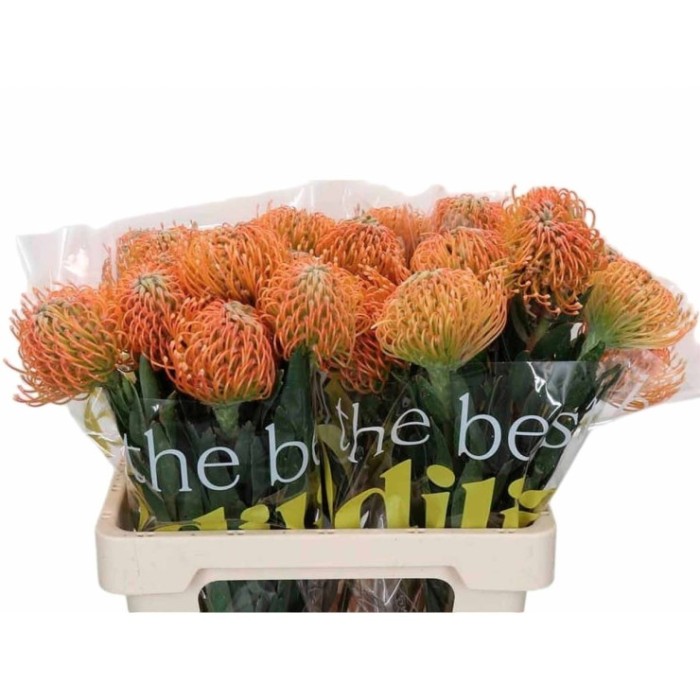 FLOR, NUTAN AYOBA PEACH 60cm, paquet x 5 tiges