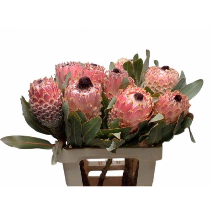 FLOR, PROTEA BARBIGERA 60cm (precio por tallo)