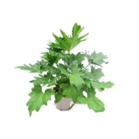 PHILODENDRON SELLOUM M17