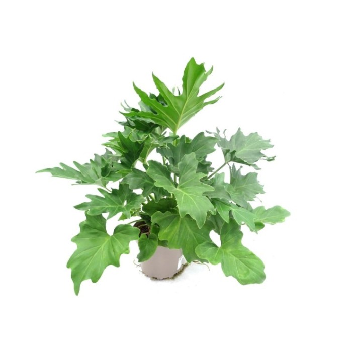 PHILODENDRON SELLOUM M17