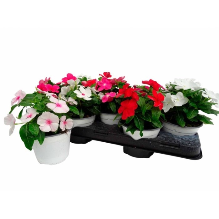 CATHARANTHUS ROSEUS 13